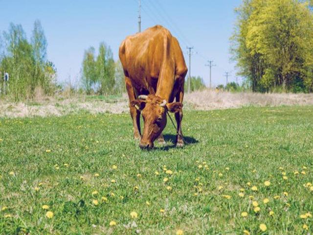 نژاد قهوه‌ای کارپاتی