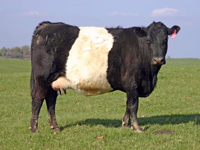 Buelingo