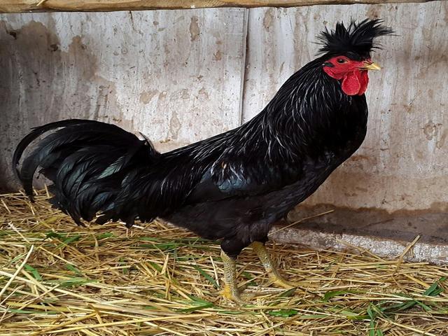 کوزوو لانگ‌کراور