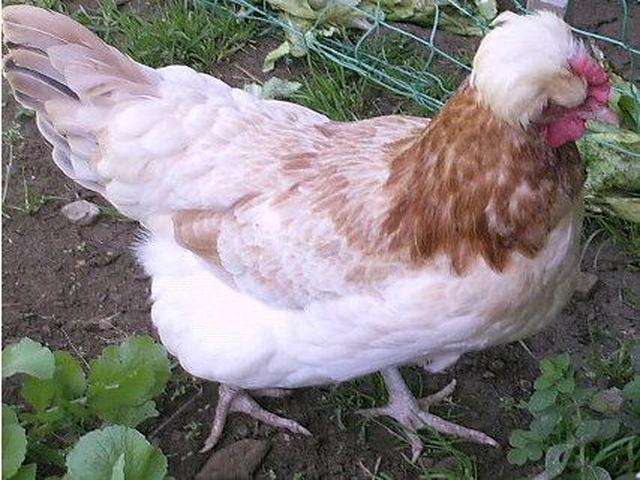 sulmtaler