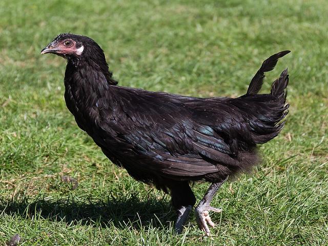 لا فلش