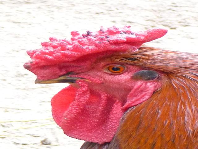 ردکپ دربی‌شر