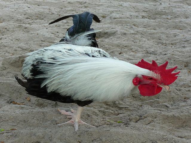 دورکینگ