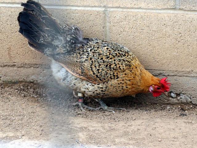 باترکاپ سیسیلی