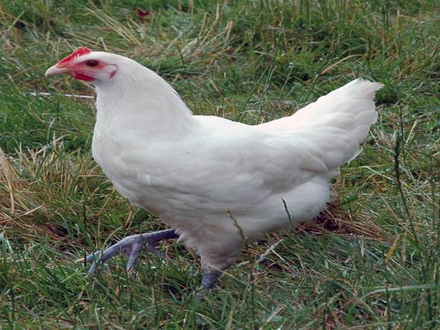 برِس گولواز