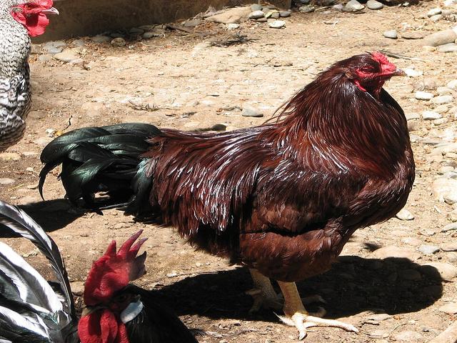 باک‌آی