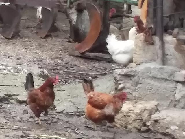 somborská kaporka
