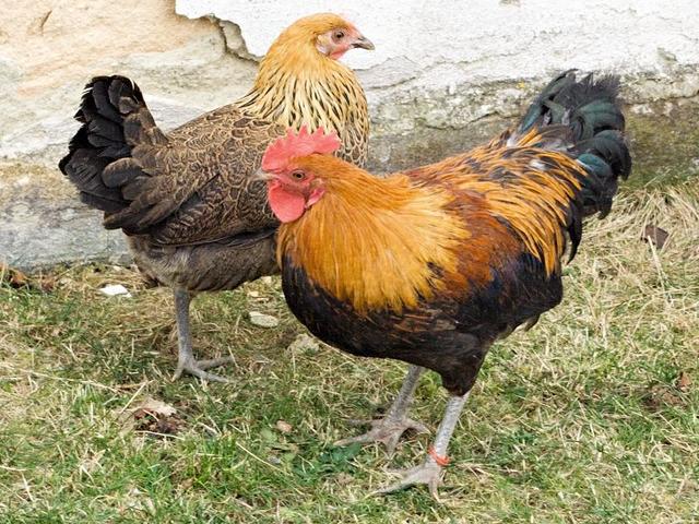 مرغ ابلق طلایی چک