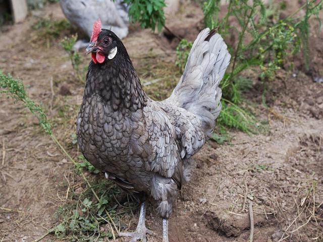 آندلسی آبی