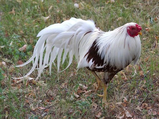 Jokohama
