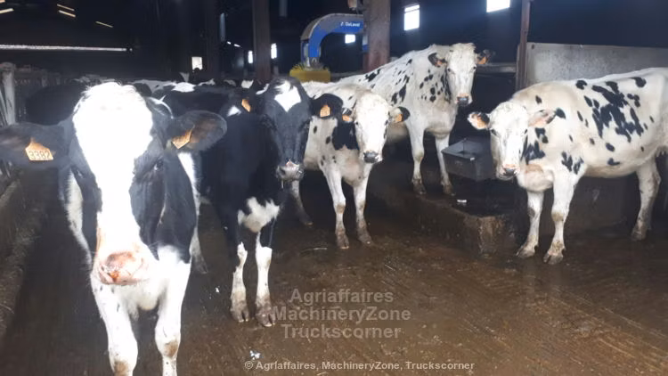 Holstein breed
