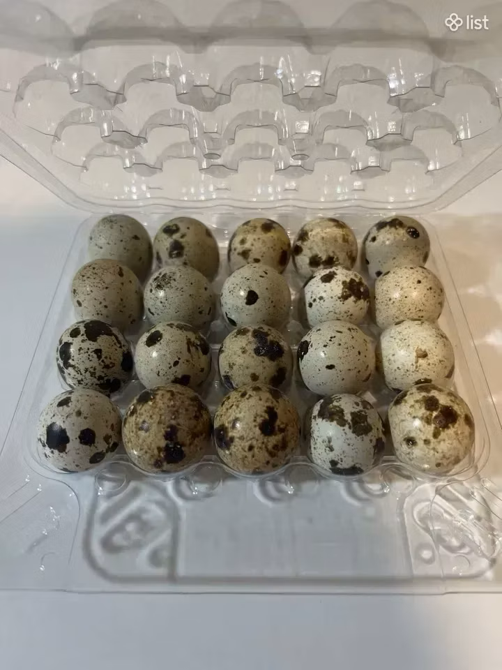 फराओ