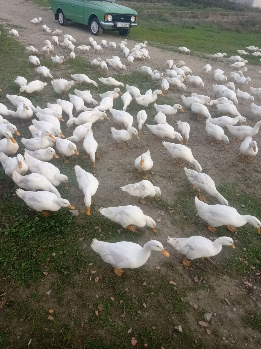 Pekin Jerman