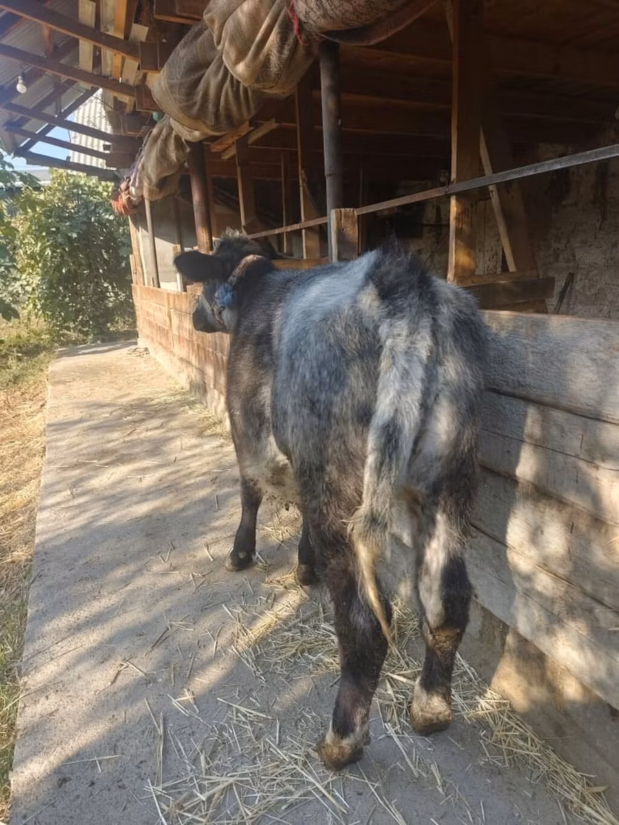 Belgian Blue