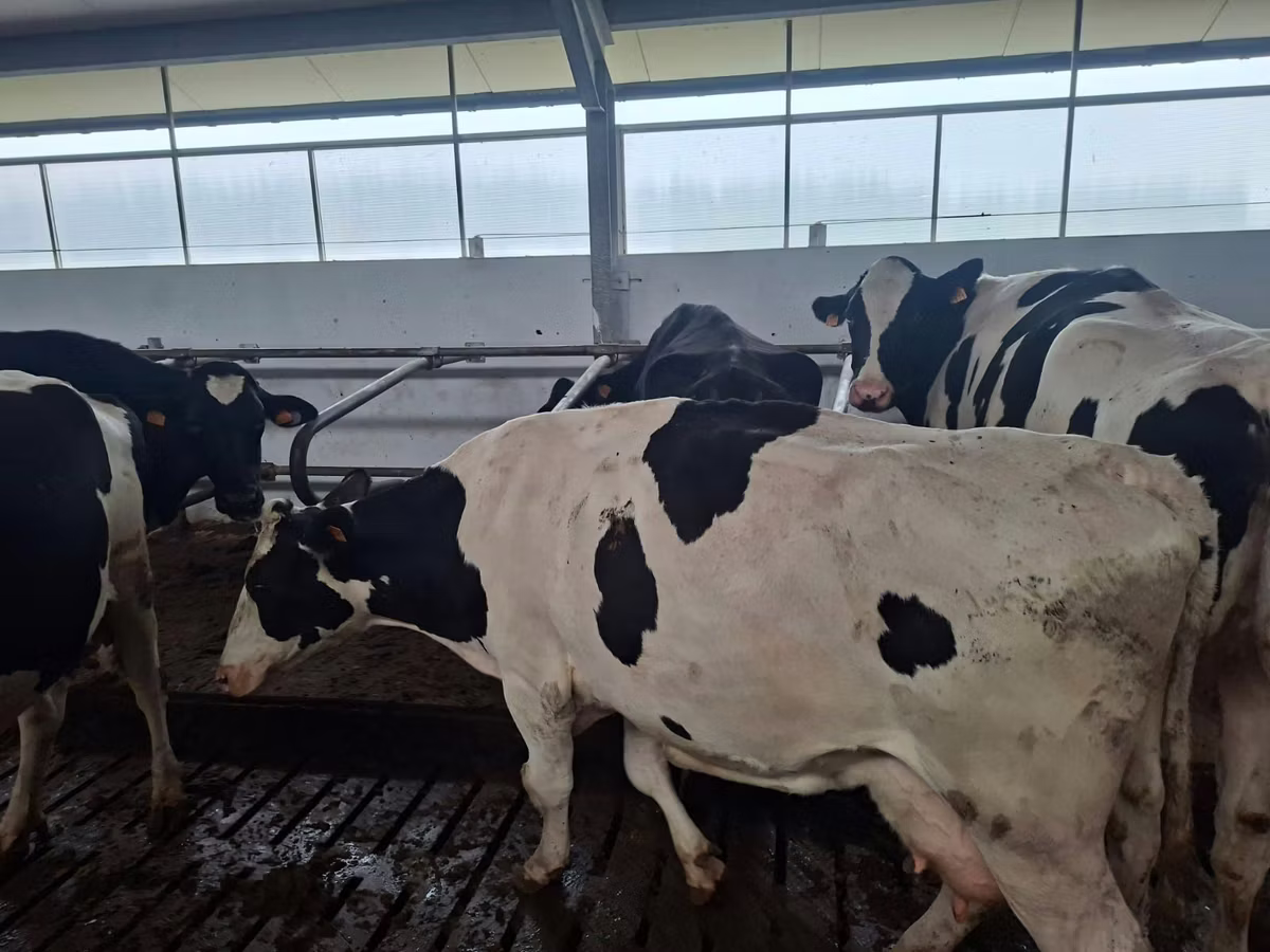 Raza Holstein