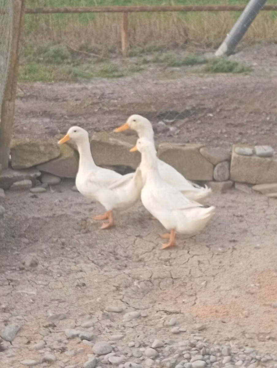 Pekin Jerman