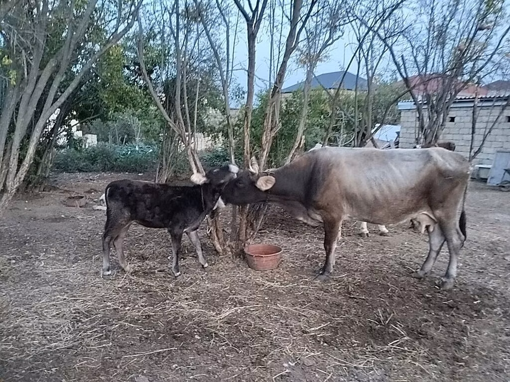 लाल-धब्बेदार नस्ल