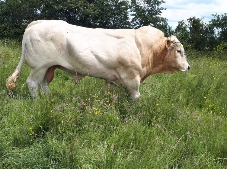 Blonde d’Aquitane cattle
