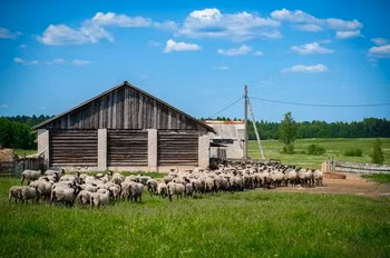 Romanov sheep