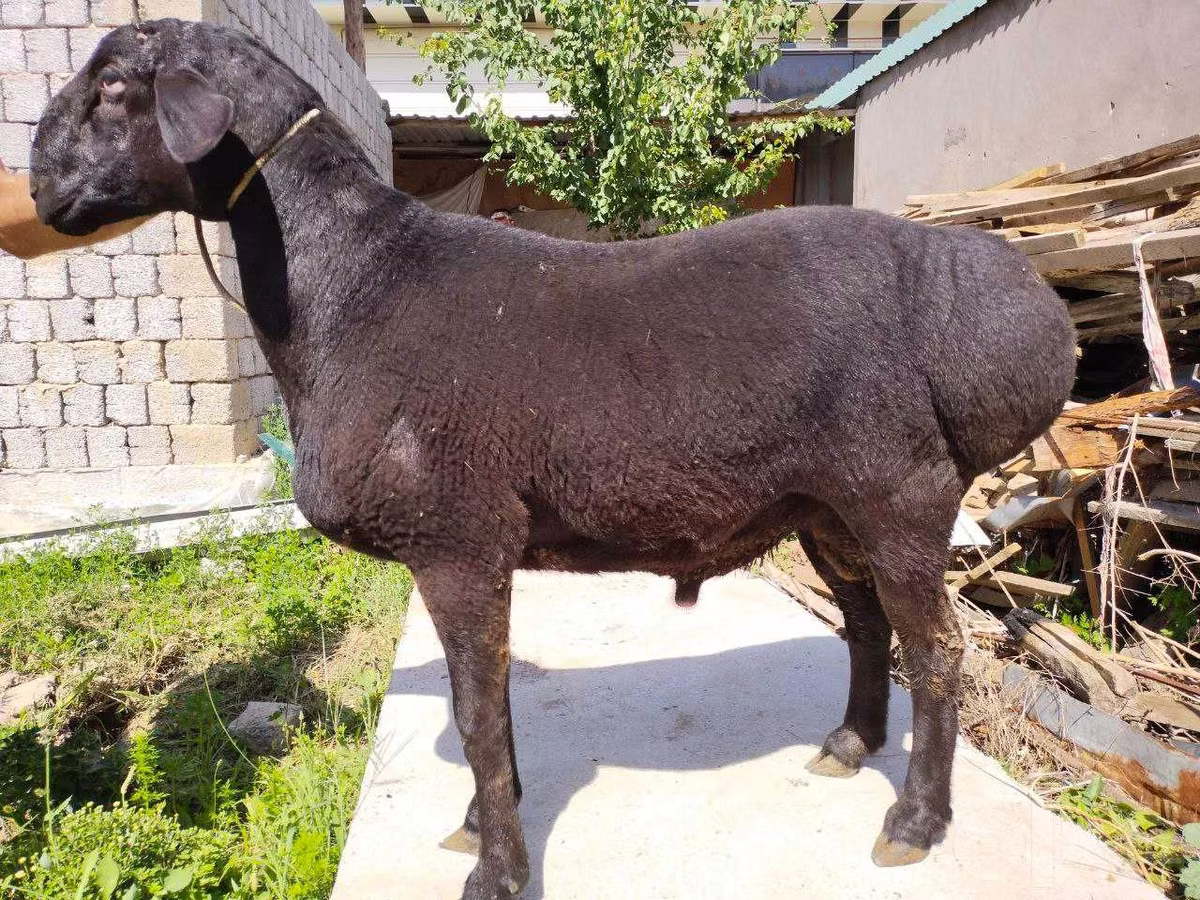 Blackheaded Persian sheep