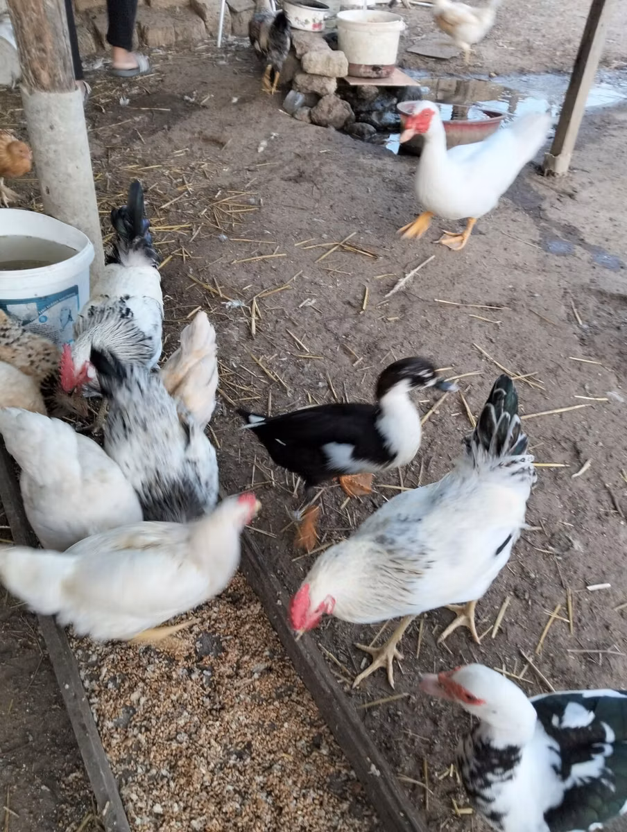 Poule tchèque dorée mouchetée