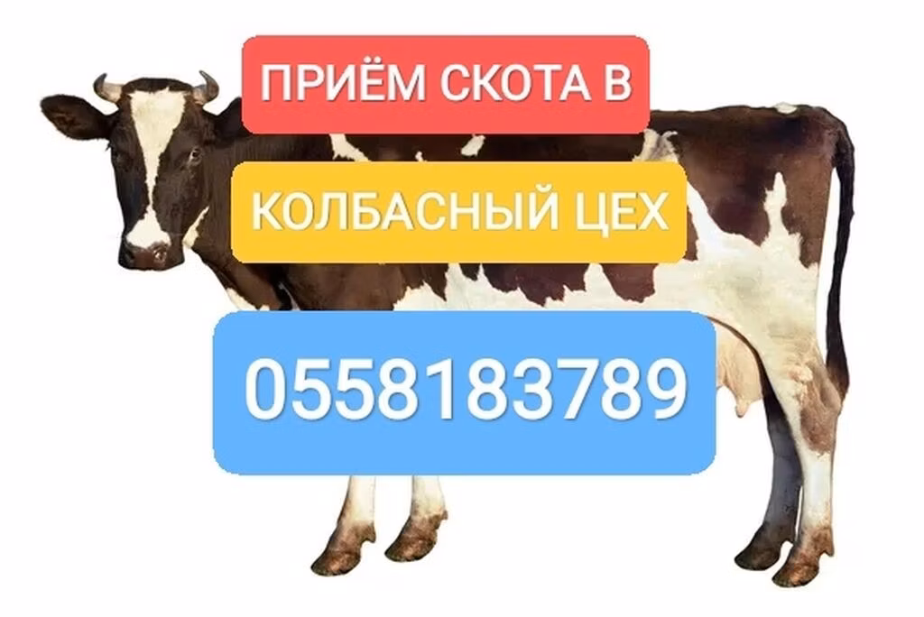 گاوهای هولشتاین