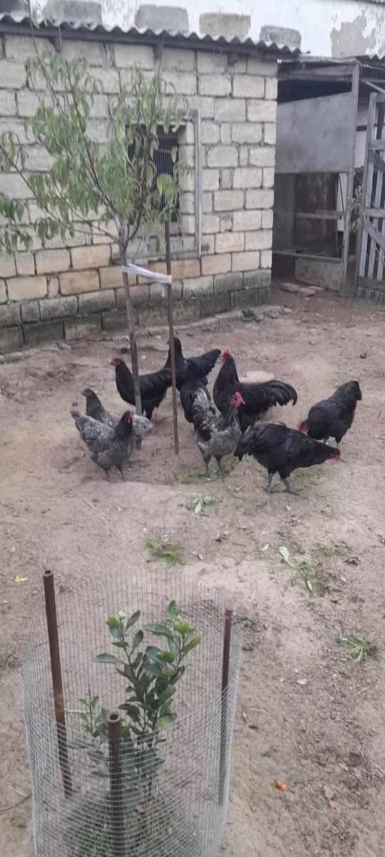 Gallo de pelea de fosa australiano