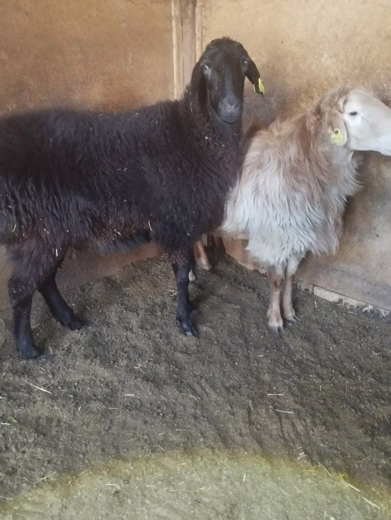 Tian-Shan semifinewool sheep