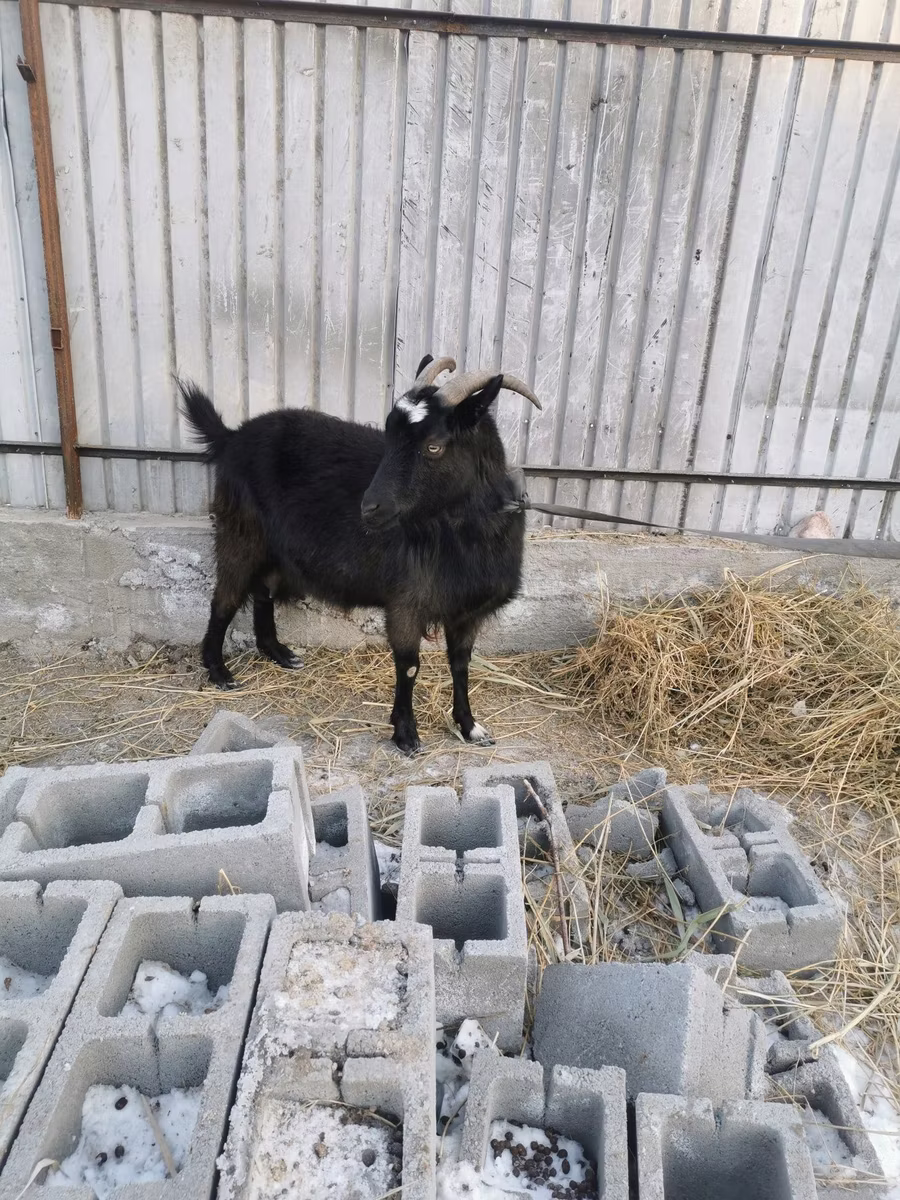 Czech Brown Shorthaired goats