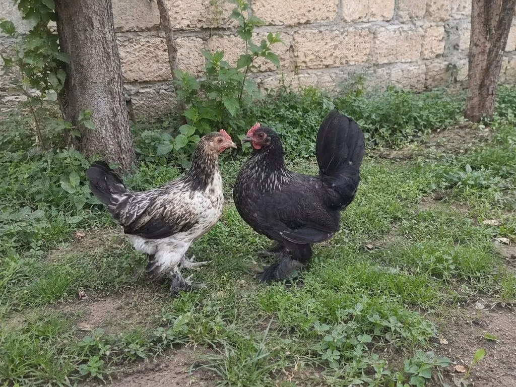 Bantam japonesa