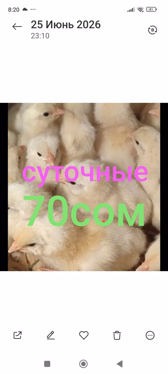 لگهورن