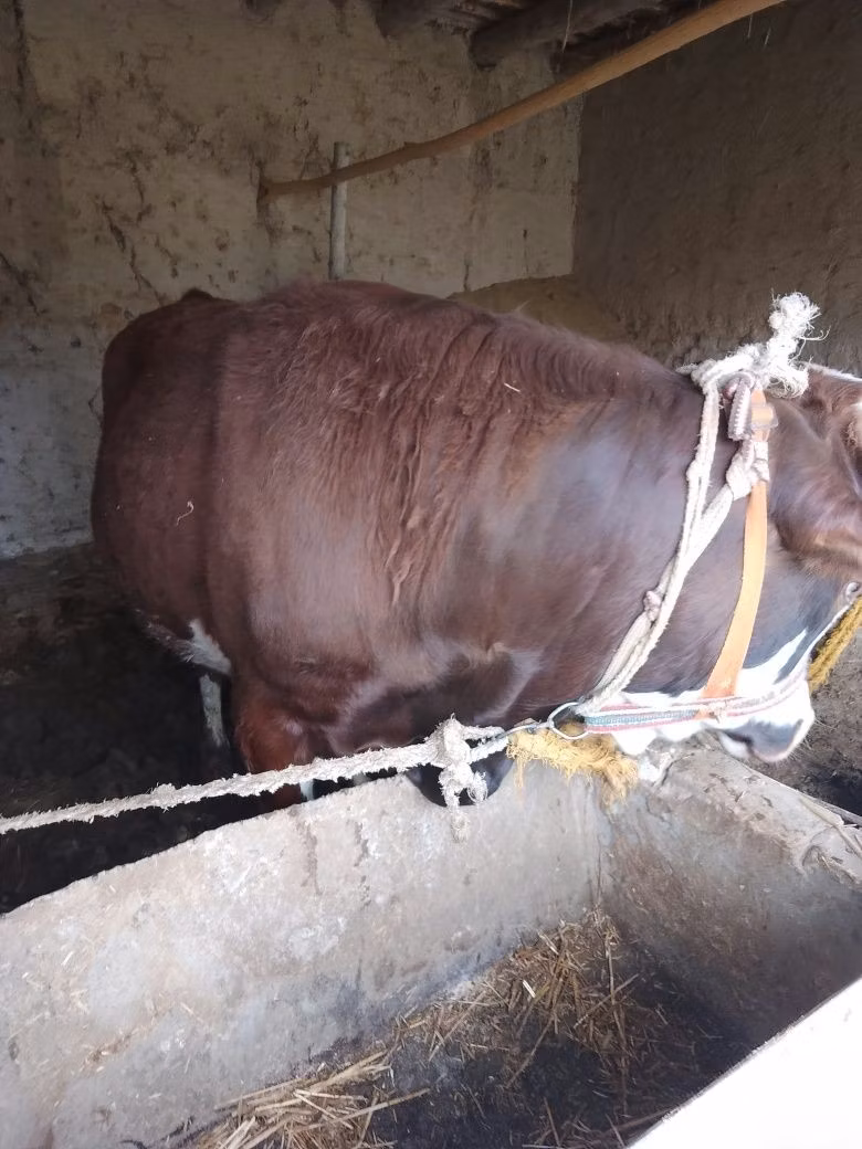 Dutch cow (Extinct)