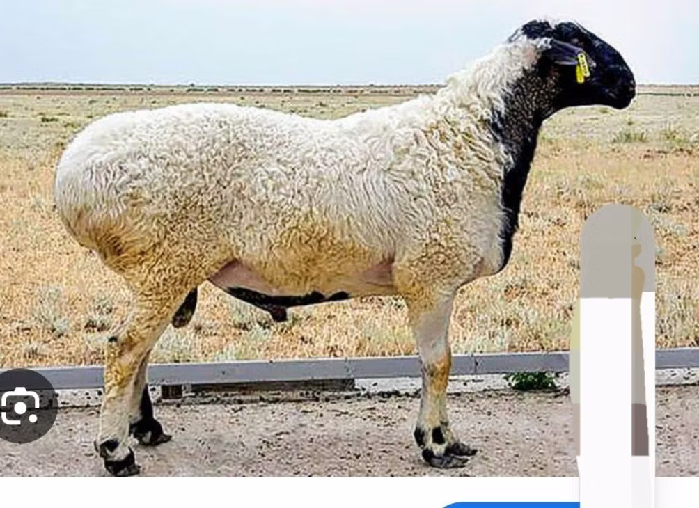 Suffolk sheep