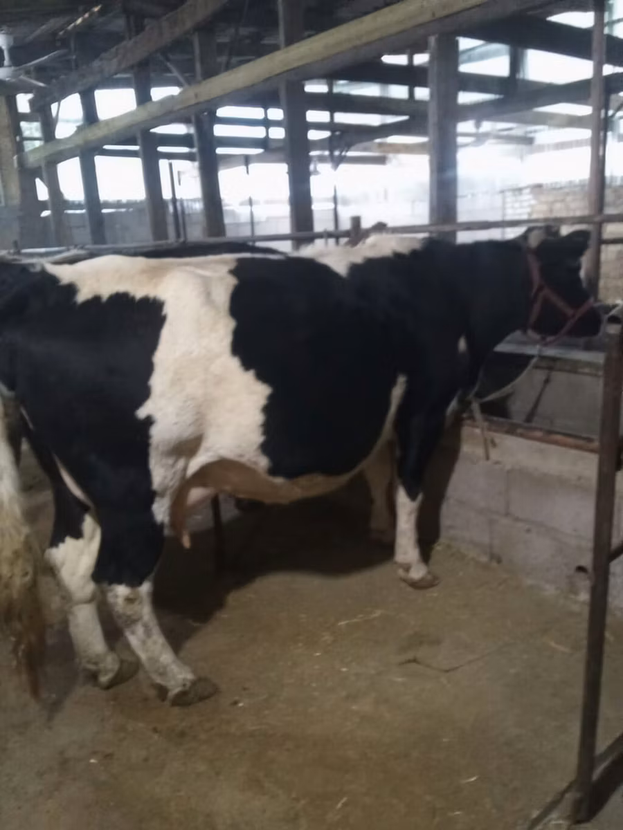 Raza Holstein