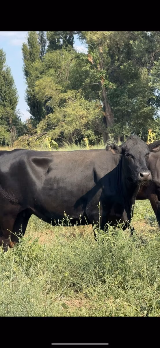 Aberdeen-Angus