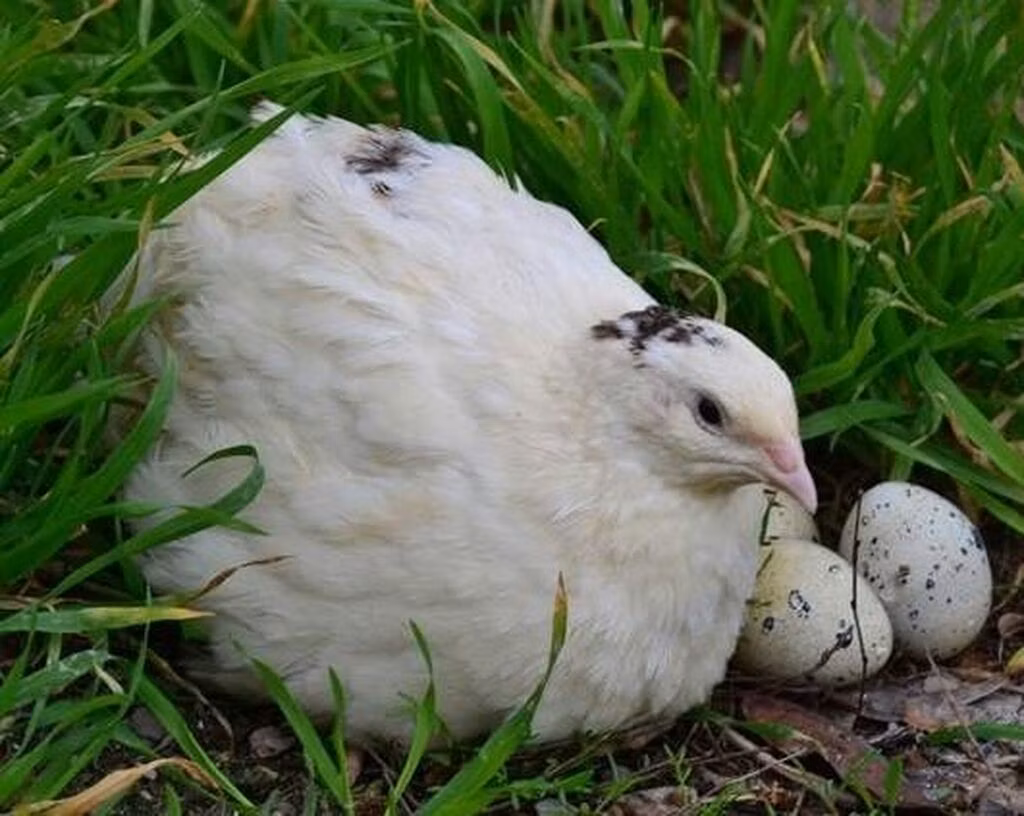 Белая