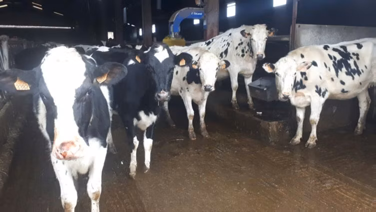 Holstein fajta