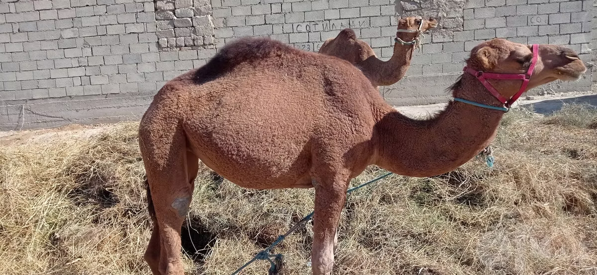 Mongolian camel