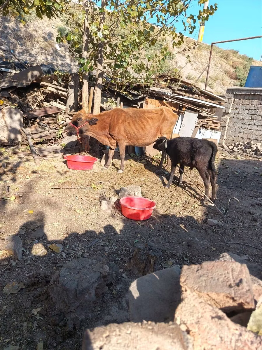 Aberdeen-Angus