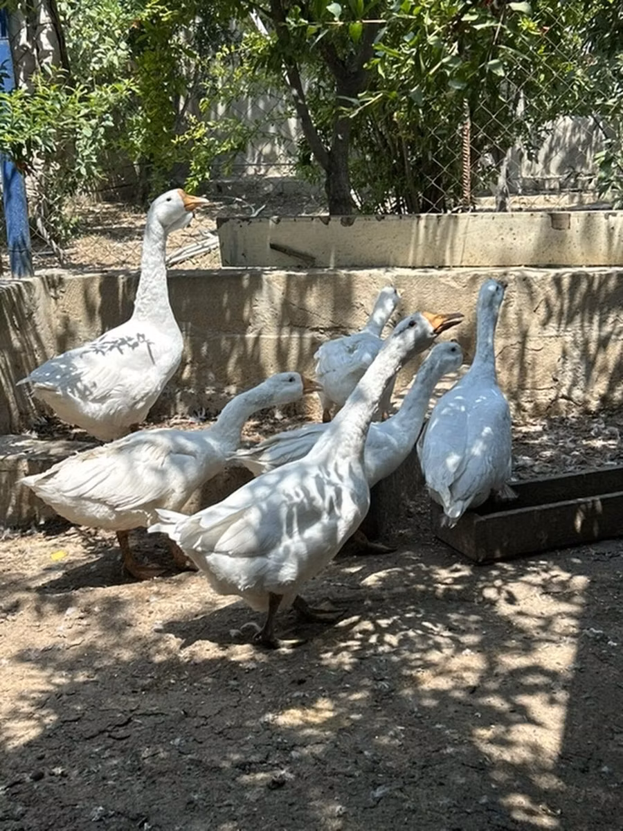 कुबान