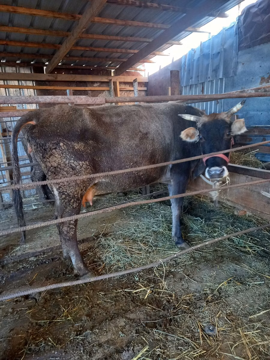Russian Black pied cattle