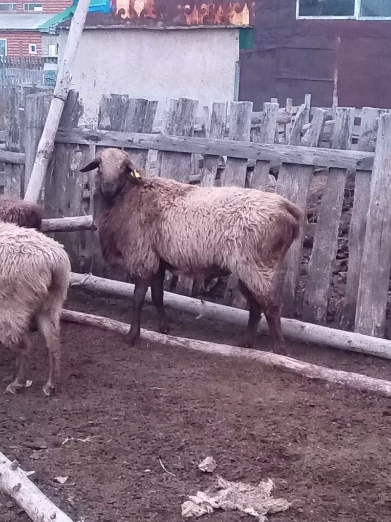 Эдильбай овца