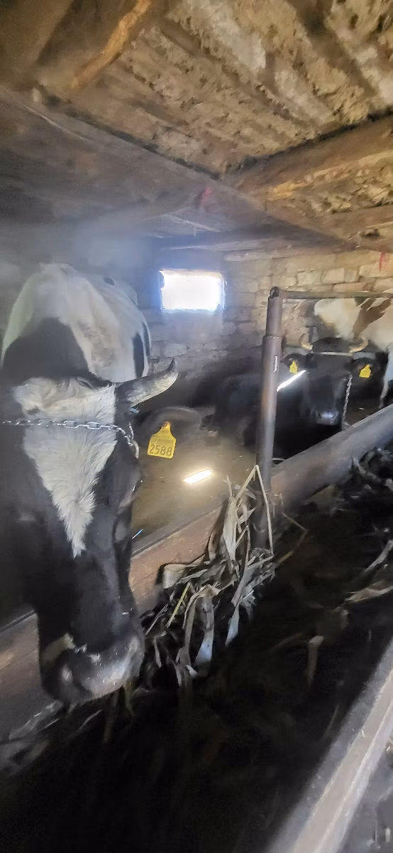 Russian Black pied cattle