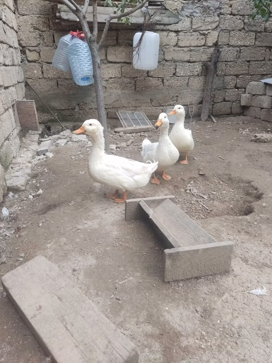 Pekin Jerman