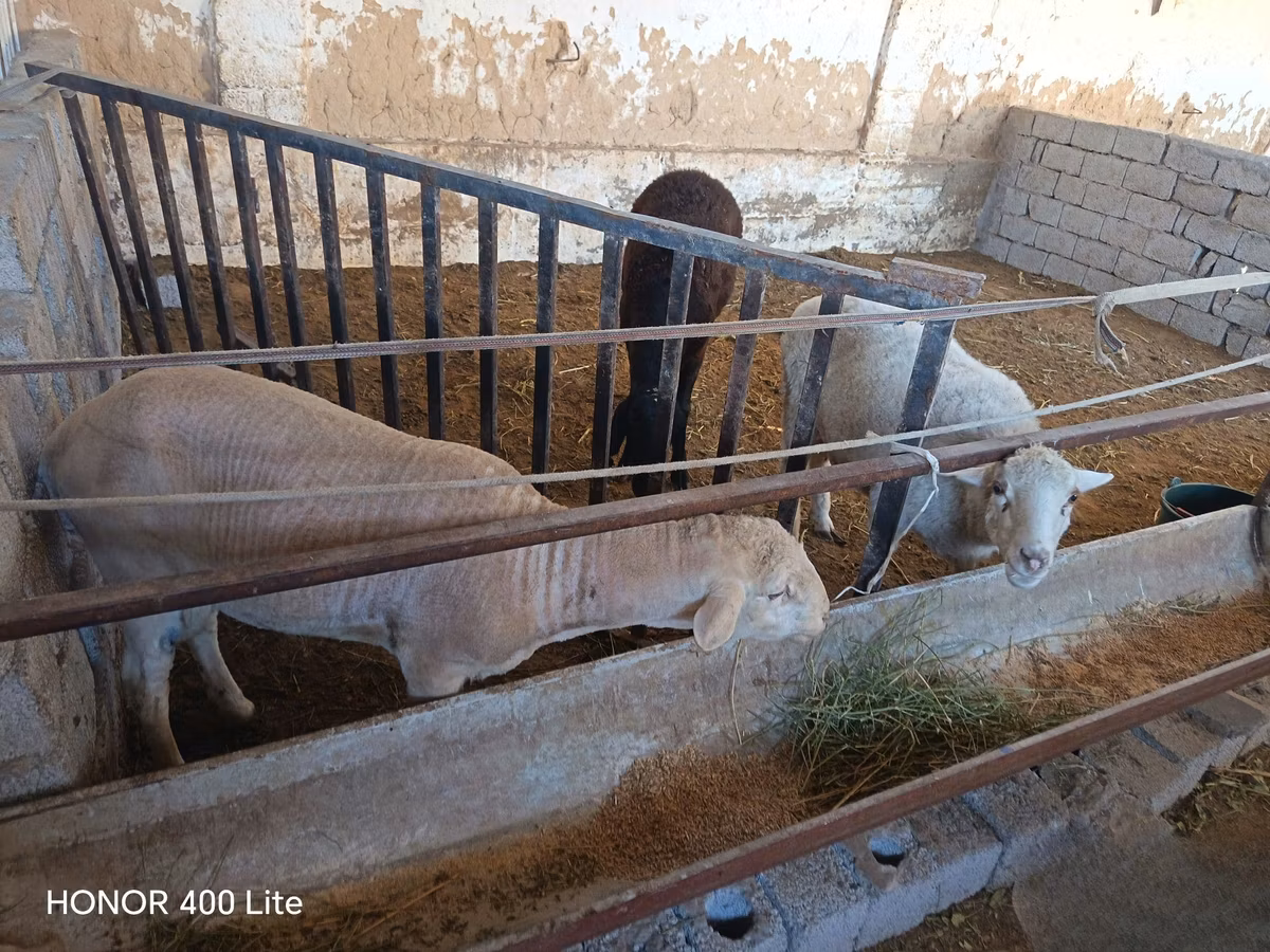 Merino sheep