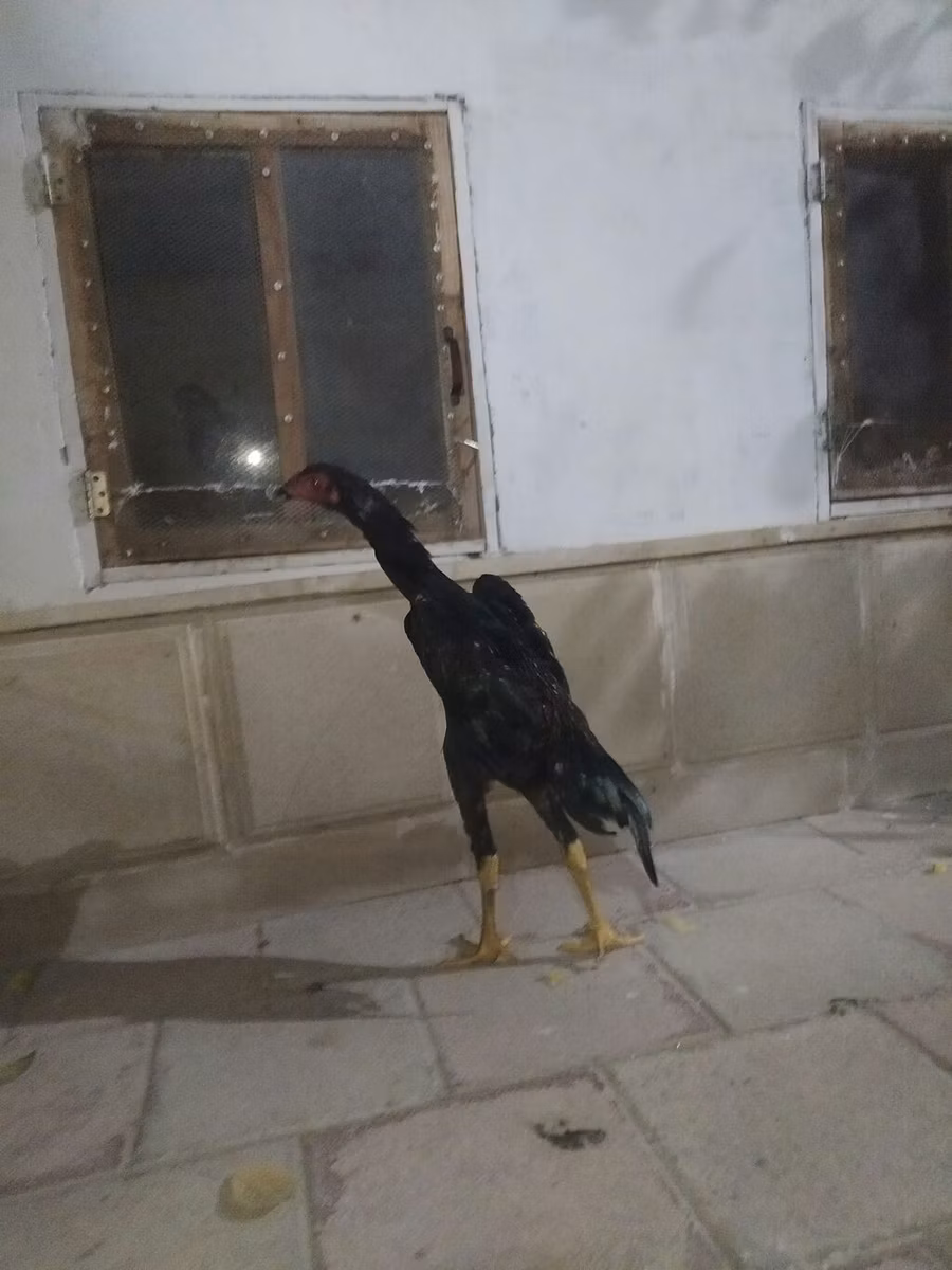 poules Shamo