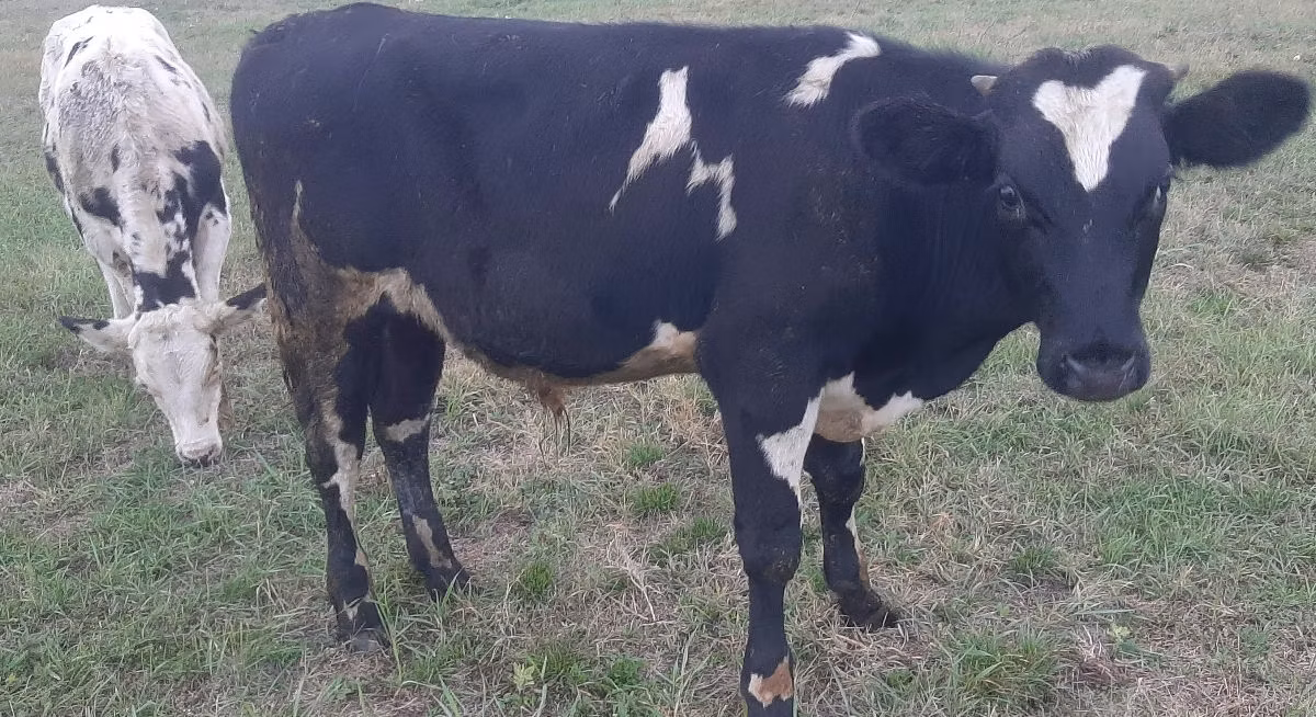 Raza Holstein