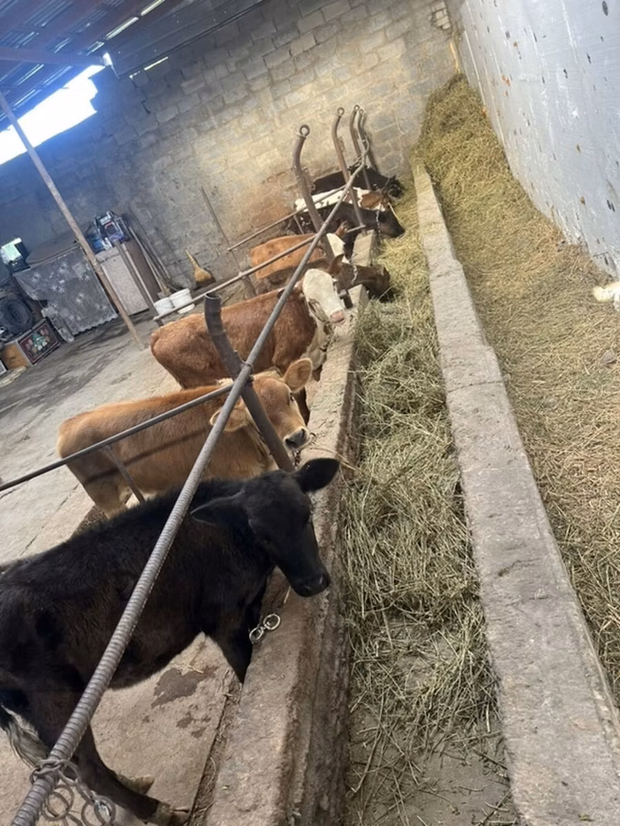 Swiss cattle
