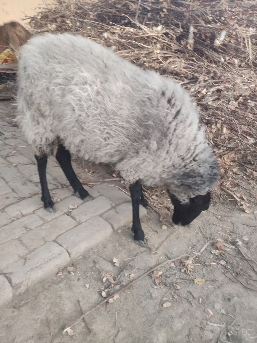 Романовская овца