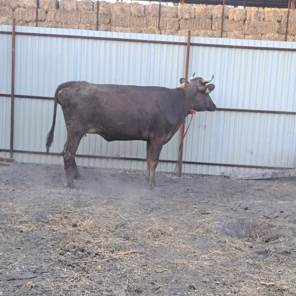 Swiss cattle
